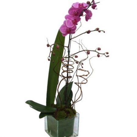Orquidea Phalaenopsis Pink (R$ 180,00)